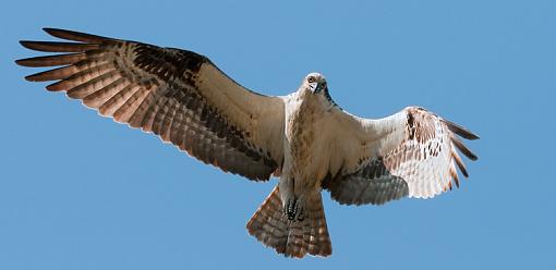 The Osprey from Above-osprey-above.jpg