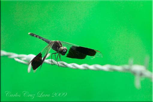 Dragonfly From Mexico-dragonfly-2-foro.jpg