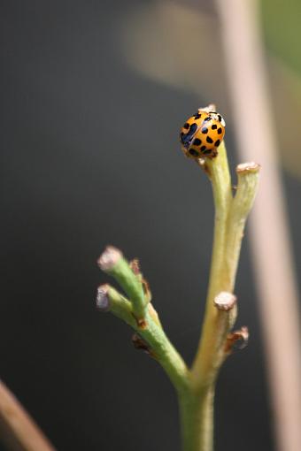 Ladybugs ladybugs-20090728-img_3619.jpg