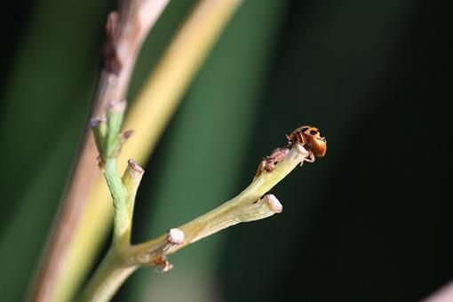 Ladybugs ladybugs-20090728-img_3617.jpg