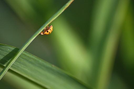 Ladybugs ladybugs-20090728-img_3623.jpg