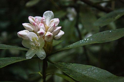 Flowers from the smokies-img_2514.jpg