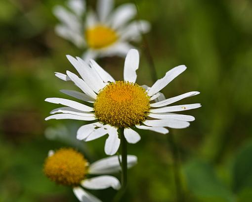 Flowers from the smokies-img_2566.jpg