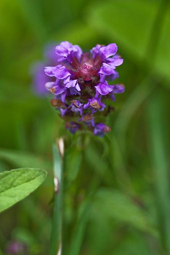 Flowers from the smokies-img_2568.jpg