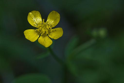 Flowers from the smokies-img_2571.jpg