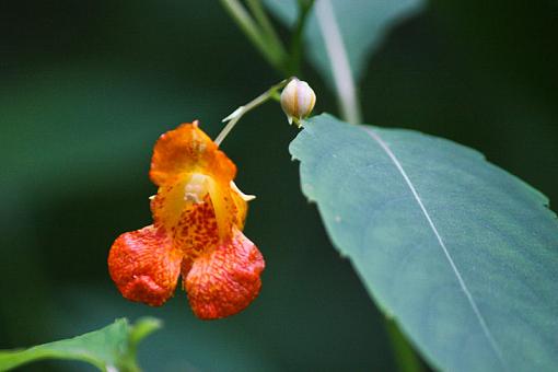 Flowers from the smokies-img_2629.jpg