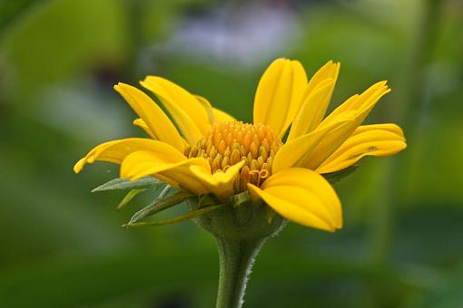 Flowers from the smokies-img_2754.jpg