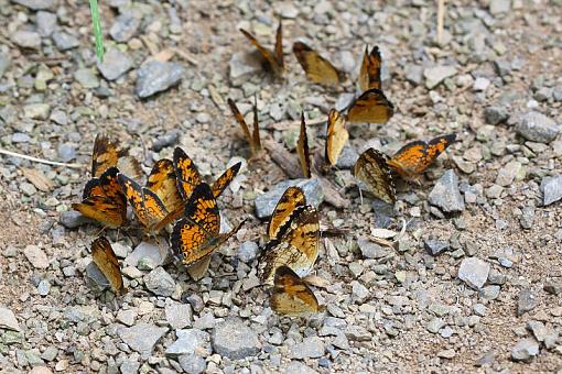 Smokies butterflies and moths-img_2797.jpg