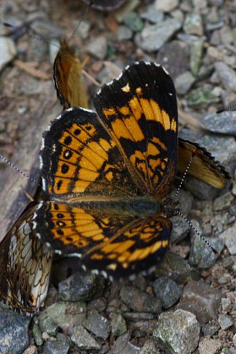 Smokies butterflies and moths-img_2803.jpg