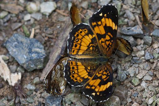 Smokies butterflies and moths-img_2804.jpg