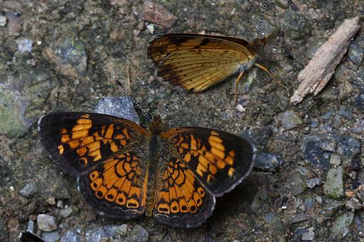 Smokies butterflies and moths-img_2823.jpg