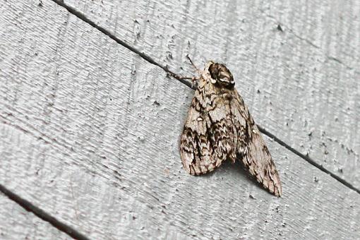 Smokies butterflies and moths-img_2712.jpg