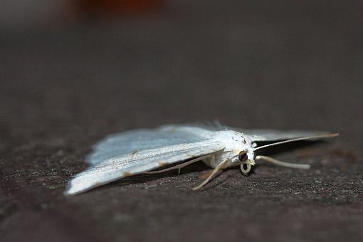 Smokies butterflies and moths-img_2564.jpg