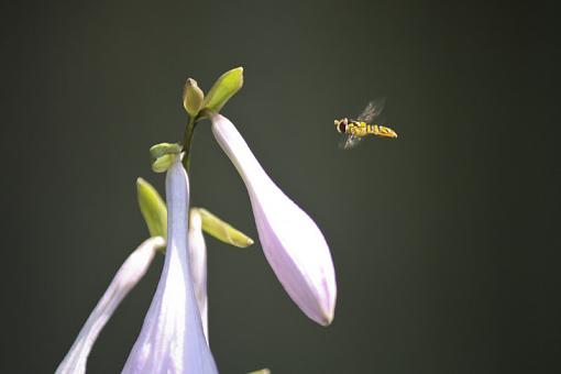 Hoverfly?-20090802-img_3783.jpg