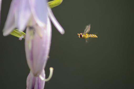 Hoverfly?-20090802-img_3784.jpg