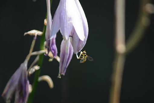 Hoverfly?-20090802-img_3787.jpg