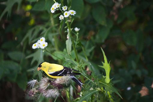 Goldfinches dining on thistle-20090802-img_3828.jpg