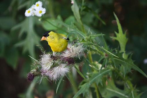 Goldfinches dining on thistle-20090802-img_3845.jpg