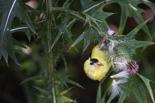 Goldfinches dining on thistle-20090802-img_3849.jpg