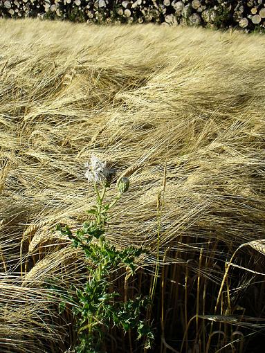 another weed in the wheat-p1110233.jpg