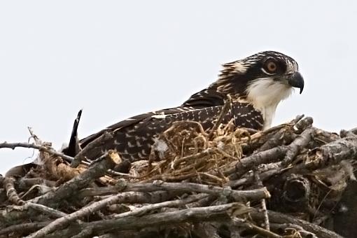 Me found osprey too.-osprey.jpg