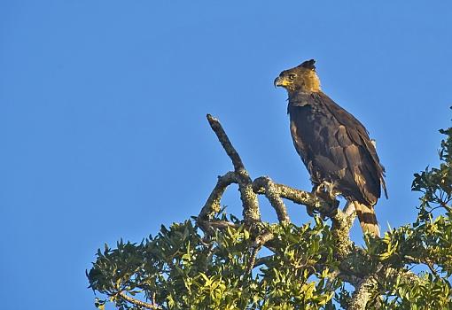 Some African Raptors-afrcn-crwnd-egl-kariega-_dsc9168r.jpg