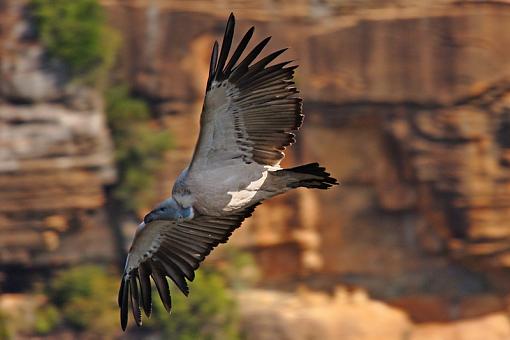 Some African Raptors-cpe-vltr-lapela-_dsc4571r.jpg