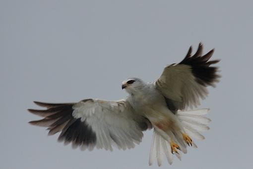 Some African Raptors-blck-shldrd-kt-_dsc1927r.jpg