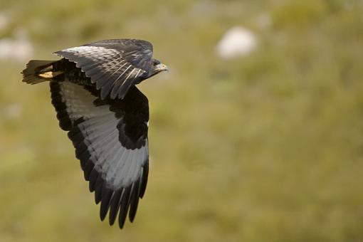 Some African Raptors-jackal-buzzard-hell-_dsc0647-r.jpg