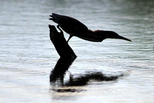 Green Heron-leg_5968s.jpg