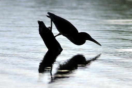 Green Heron-leg_5969s.jpg