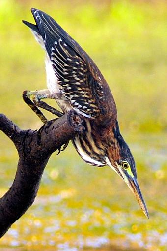 Green Heron-leg_6126s.jpg