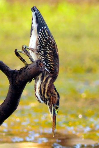 Green Heron-leg_6134s.jpg