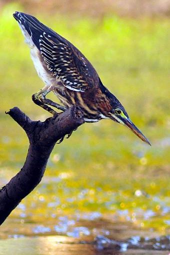 Green Heron-leg_6136s2.jpg