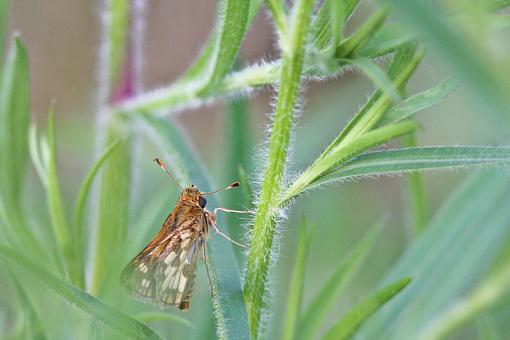 Little butterfly-20090804-img_3963.jpg