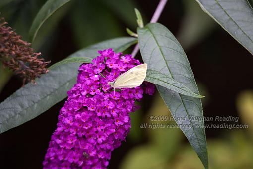 Butterflies-_mg_8490.jpg