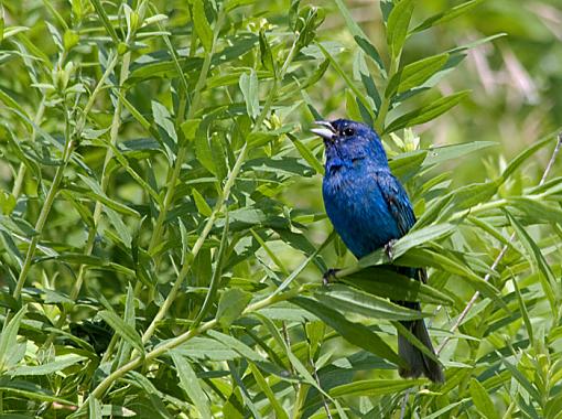 Sure hope you like Indigo Buntings-indigobunting1.jpg