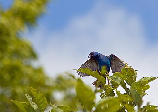 Sure hope you like Indigo Buntings-indigobunting2.jpg