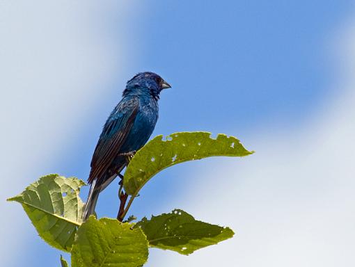 Sure hope you like Indigo Buntings-indigobunting3.jpg