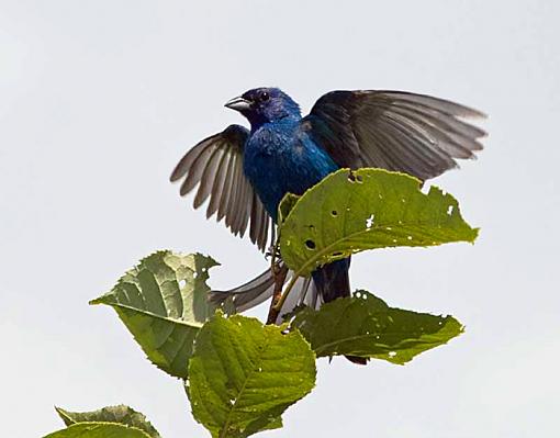 Sure hope you like Indigo Buntings-indigobunting4.jpg