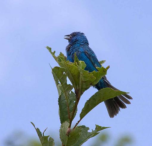 Sure hope you like Indigo Buntings-indigobunting5.jpg