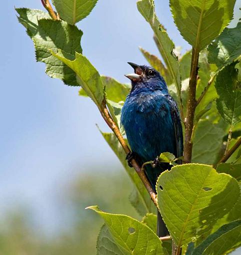 Sure hope you like Indigo Buntings-indigobunting6.jpg