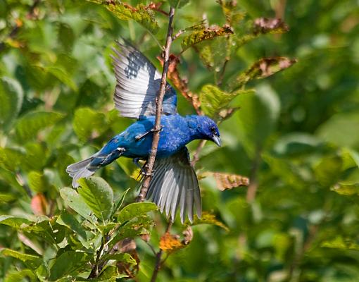 Sure hope you like Indigo Buntings-indigobunting7.jpg