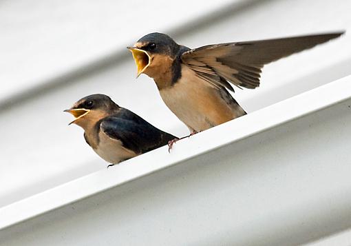 Barn Swallow craziness-barnswallow1.jpg