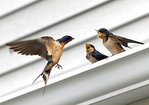 Barn Swallow craziness-barnswallow2.jpg