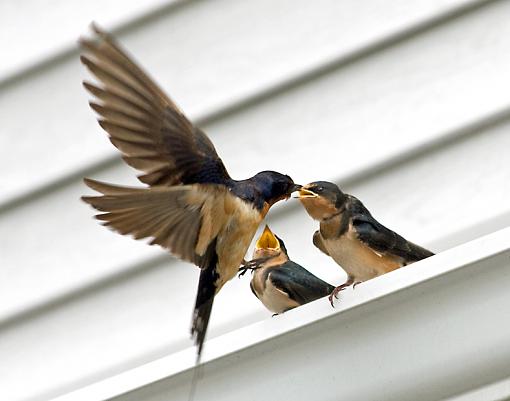 Barn Swallow craziness-barnswallow3.jpg