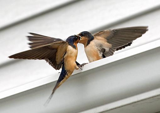 Barn Swallow craziness-barnswallow4.jpg