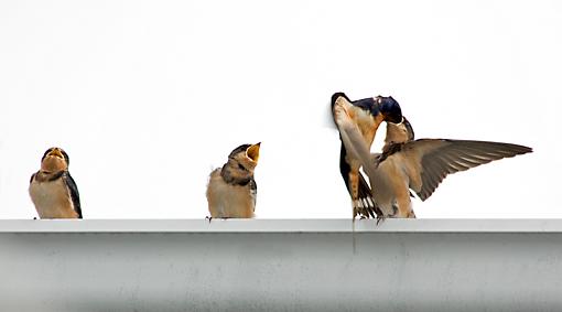 Barn Swallow craziness-barnswallow5.jpg