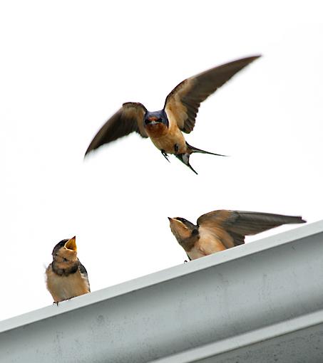 Barn Swallow craziness-barnswallow6.jpg