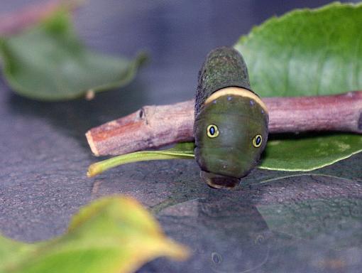 caterpillar?-august-6-09-caterpillar-jane.jpg